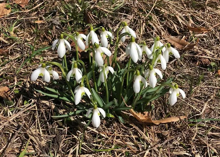 Carve - Eiger, Moench And Jungfrau Apartman Grindelwald